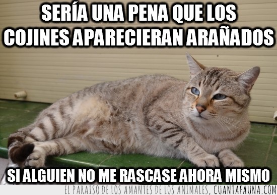 rascar,amenaza,seria una pena,cojines,arañados,uñas